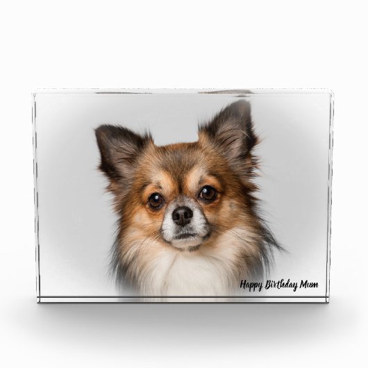 Bloc Photo Chihuahua Chien. (Devant)
