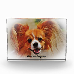 Bloc Photo Chihuahua Dog.