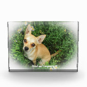 Bloc Photo Chihuahua Dog. (Devant)