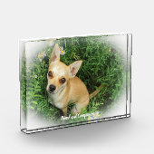 Bloc Photo Chihuahua Dog. (Gauche)