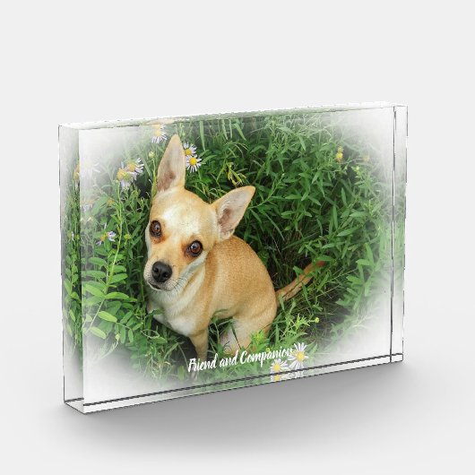 Bloc Photo Chihuahua Dog. (Gauche)