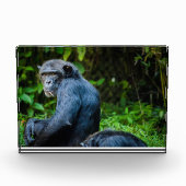 Bloc Photo Chimpanzé noir dans la nature (Devant)