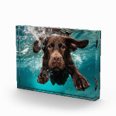 Bloc Photo Chocolat Joueur Labrador nage sous l'eau (Droite)