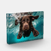 Bloc Photo Chocolat Joueur Labrador nage sous l'eau (Gauche)