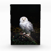 Bloc Photo Chouette hivernale majestueuse (Devant)