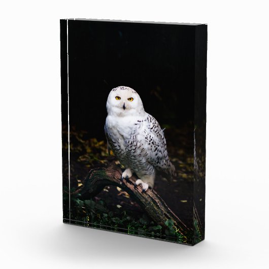 Bloc Photo Chouette hivernale majestueuse (Droite)