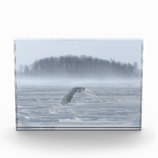 Bloc Photo Chouette Neige Volant En Hiver (Devant)