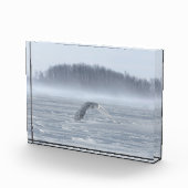 Bloc Photo Chouette Neige Volant En Hiver (Droite)