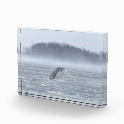 Bloc Photo Chouette Neige Volant En Hiver (Droite)