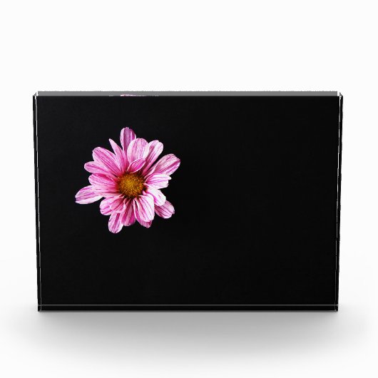 Bloc Photo Chrysanthemum Fleur pbcna (Devant)