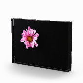 Bloc Photo Chrysanthemum Fleur pbcna (Droite)