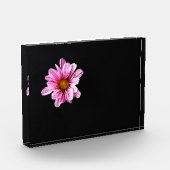 Bloc Photo Chrysanthemum Fleur pbcna (Gauche)