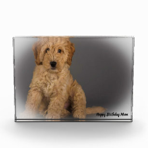 Bloc Photo Cockapoo Dog.