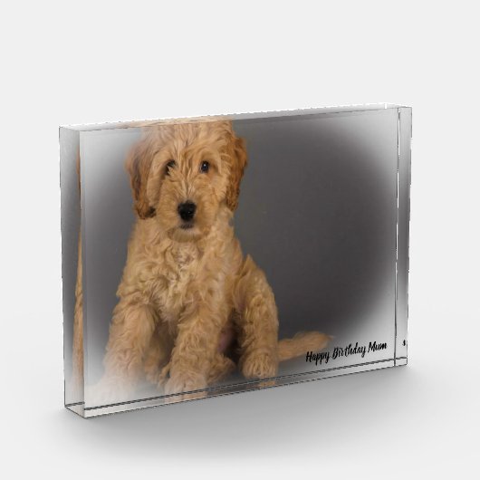 Bloc Photo Cockapoo Dog. (Gauche)