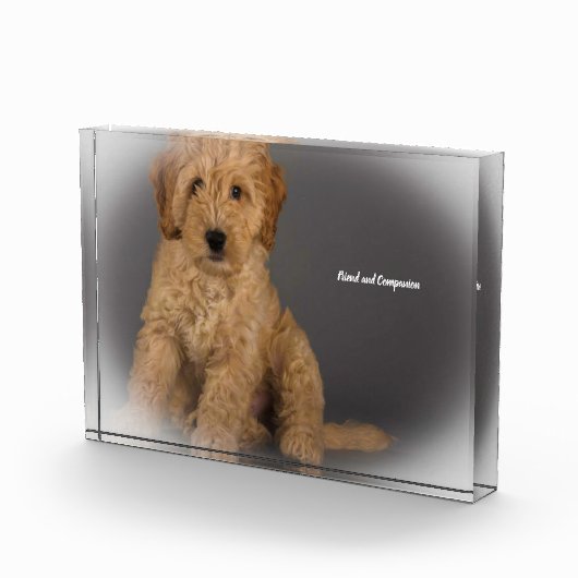 Bloc Photo Cockapoo Dog. (Droite)