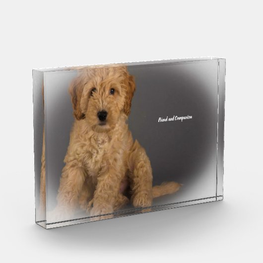 Bloc Photo Cockapoo Dog. (Gauche)