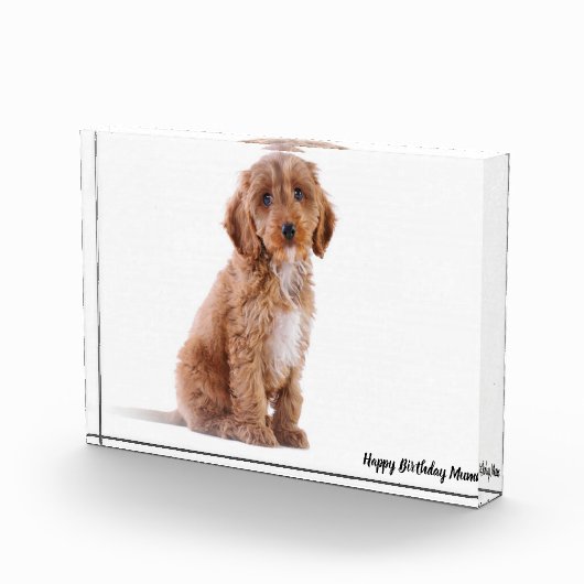 Bloc Photo Cockapoo Dog. (Droite)