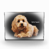 Bloc Photo Cockapoo Dog. (Devant)