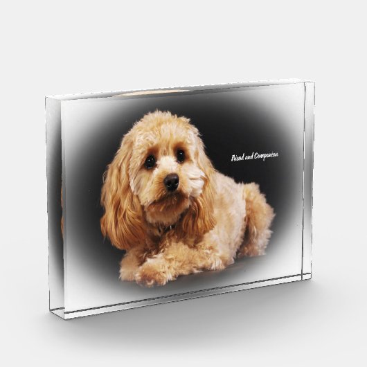 Bloc Photo Cockapoo Dog. (Gauche)