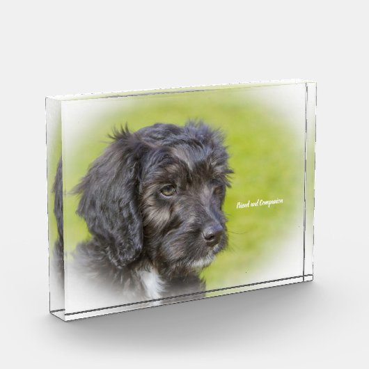 Bloc Photo Cockapoo Dog. (Gauche)