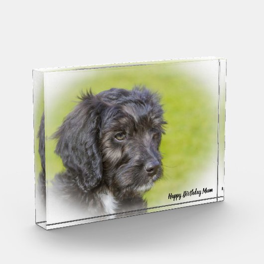 Bloc Photo Cockapoo Dog. (Gauche)