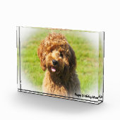 Bloc Photo Cockapoo Dog. (Droite)