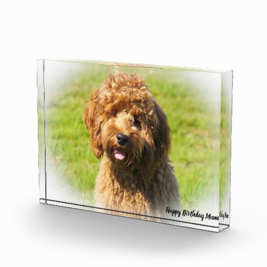 Bloc Photo Cockapoo Dog. (Droite)