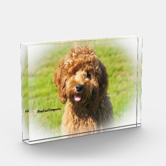 Bloc Photo Cockapoo Dog. (Gauche)