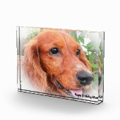 Bloc Photo Cocker Spaniel. (Droite)
