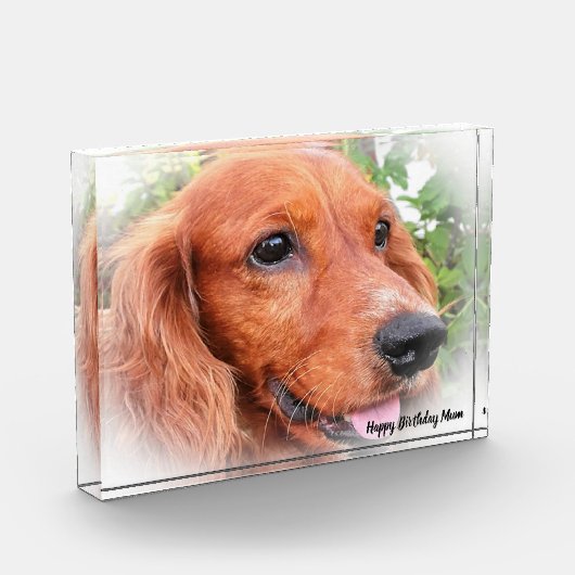 Bloc Photo Cocker Spaniel. (Gauche)