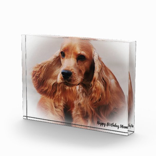 Bloc Photo Cocker Spaniel. (Droite)