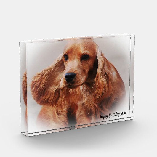 Bloc Photo Cocker Spaniel. (Gauche)