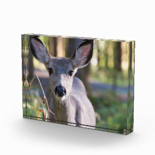 Bloc Photo Colombien Doe à queue noire État de Washington