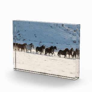 Bloc Photo Conduite de chevaux en hiver au Hideout Ranch