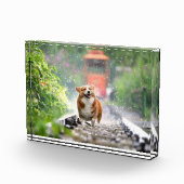 Bloc Photo Corgi se promenant sur les rails (Droite)