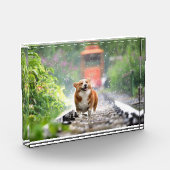 Bloc Photo Corgi se promenant sur les rails (Gauche)