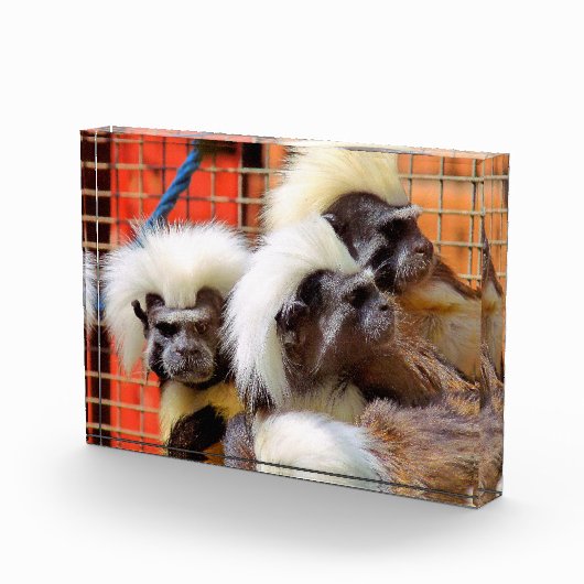 BLOC PHOTO COTON - TOP TAMARIN SINGES (Droite)