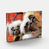 BLOC PHOTO COTON - TOP TAMARIN SINGES (Gauche)
