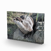 BLOC PHOTO COUPER OTTER (Droite)