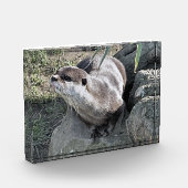 BLOC PHOTO COUPER OTTER (Gauche)