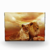 Bloc Photo Couple de lions dans le safari (Devant)