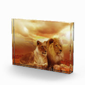 Bloc Photo Couple de lions dans le safari (Droite)