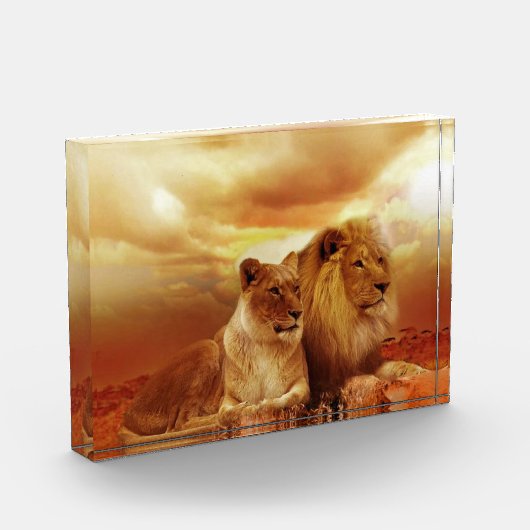 Bloc Photo Couple de lions dans le safari (Gauche)