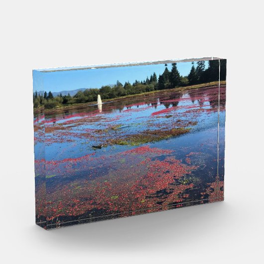 Bloc Photo Cranberry Farm, Long Beach, Washington (Gauche)