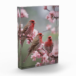 Bloc Photo "Crimson Trio : Des Finches Rouges Au Milieu De Fl