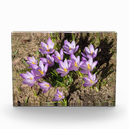 Bloc Photo Crocus de printemps mignons (Devant)