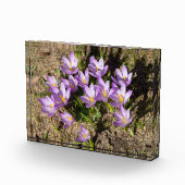 Bloc Photo Crocus de printemps mignons (Droite)