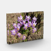 Bloc Photo Crocus de printemps mignons (Gauche)