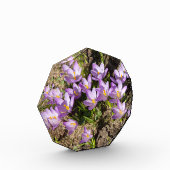 Bloc Photo Crocus de printemps mignons (Gauche)