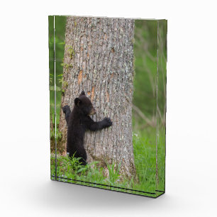 Bloc Photo Cube d'ours noir Great Smoky Mountains